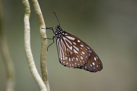 Buntes Geflatter In Jena 1